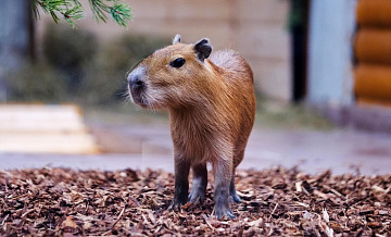 Избитую людьми в Бразилии капибару смогут вернуть в природу