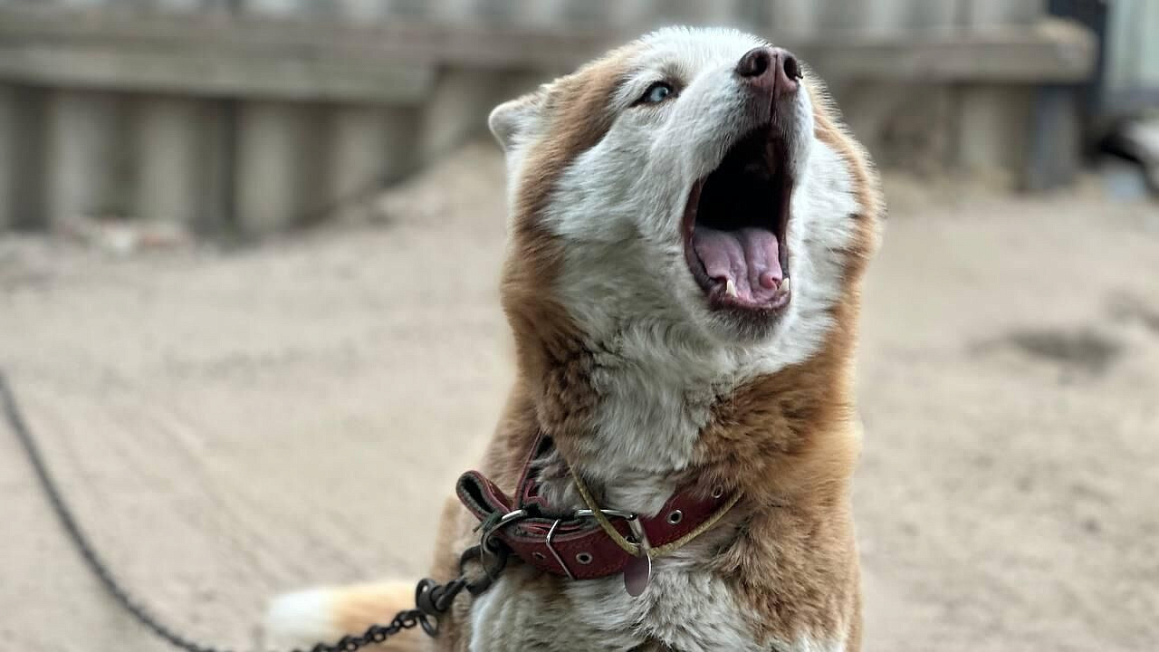 Житель Сочи рассказал, что последнюю хаски, оставшуюся на месте ЧП, забрали