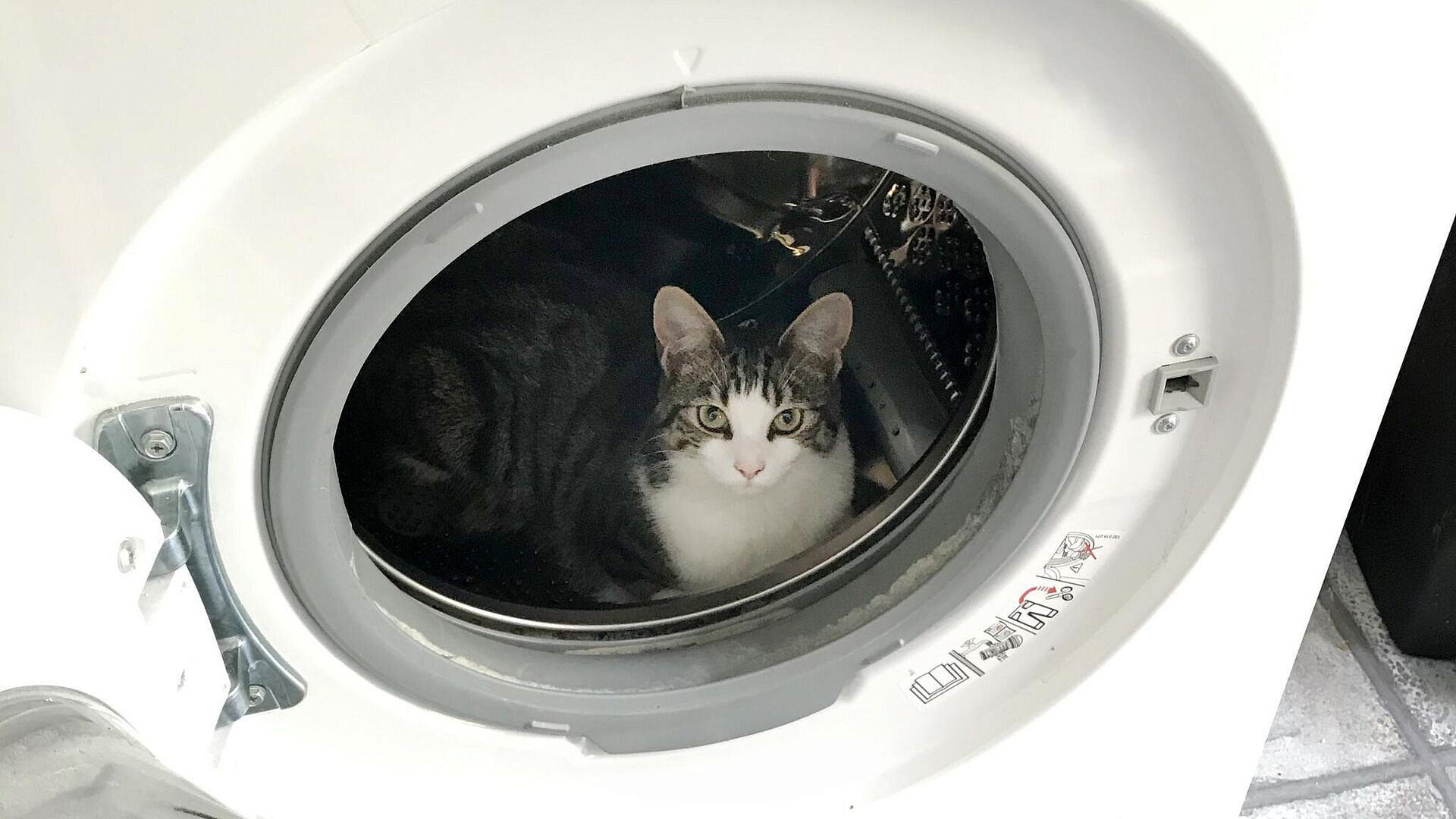 В Иркутской области спасли кота после стирки и сушки в машинке