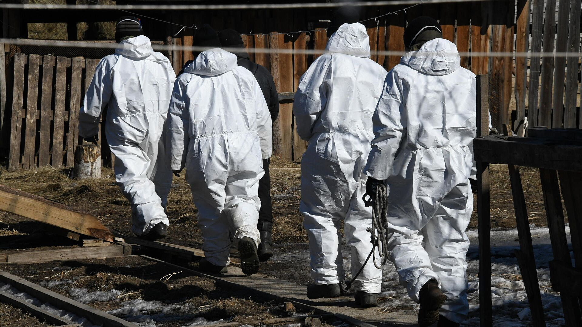 В селах Орловской области ввели карантин из-за оспы овец и коз