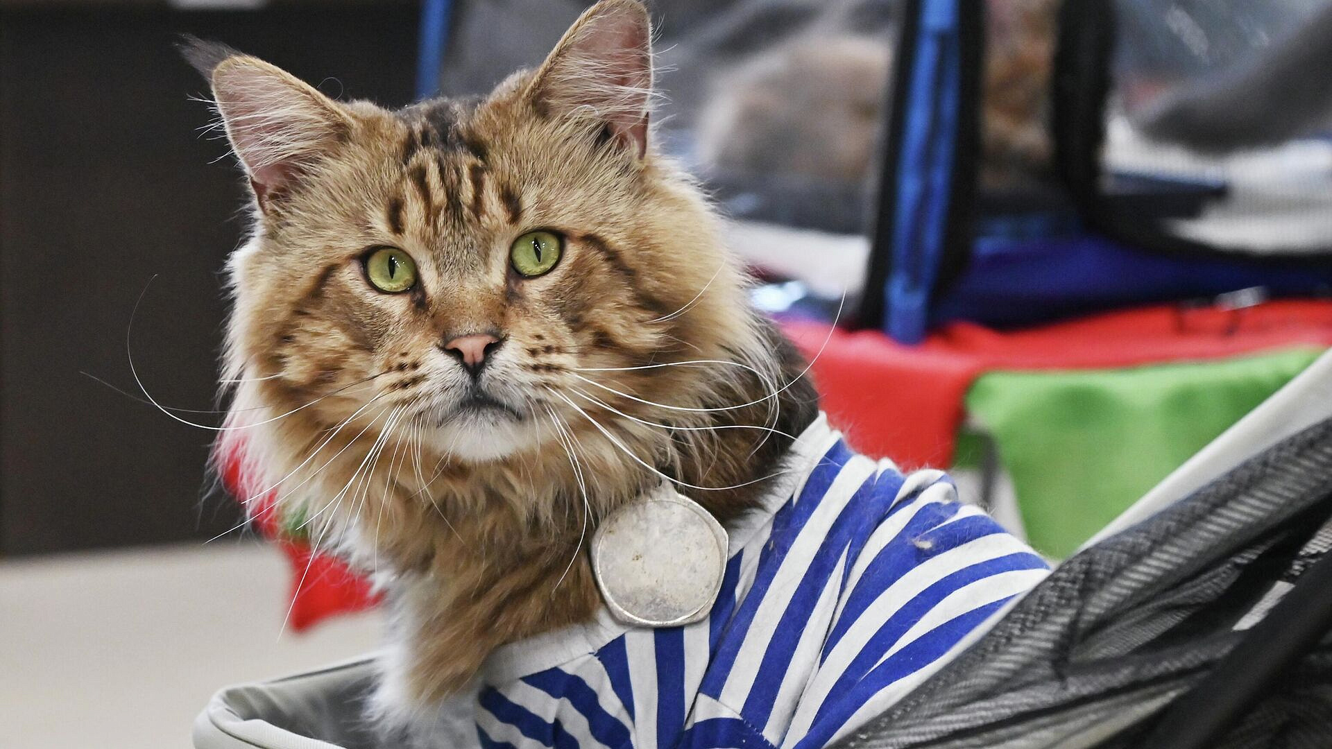 ������ ��������, ����� ��������� ������������ ����� �� ������