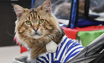 ������ ��������, ����� ��������� ������������ ����� �� ������