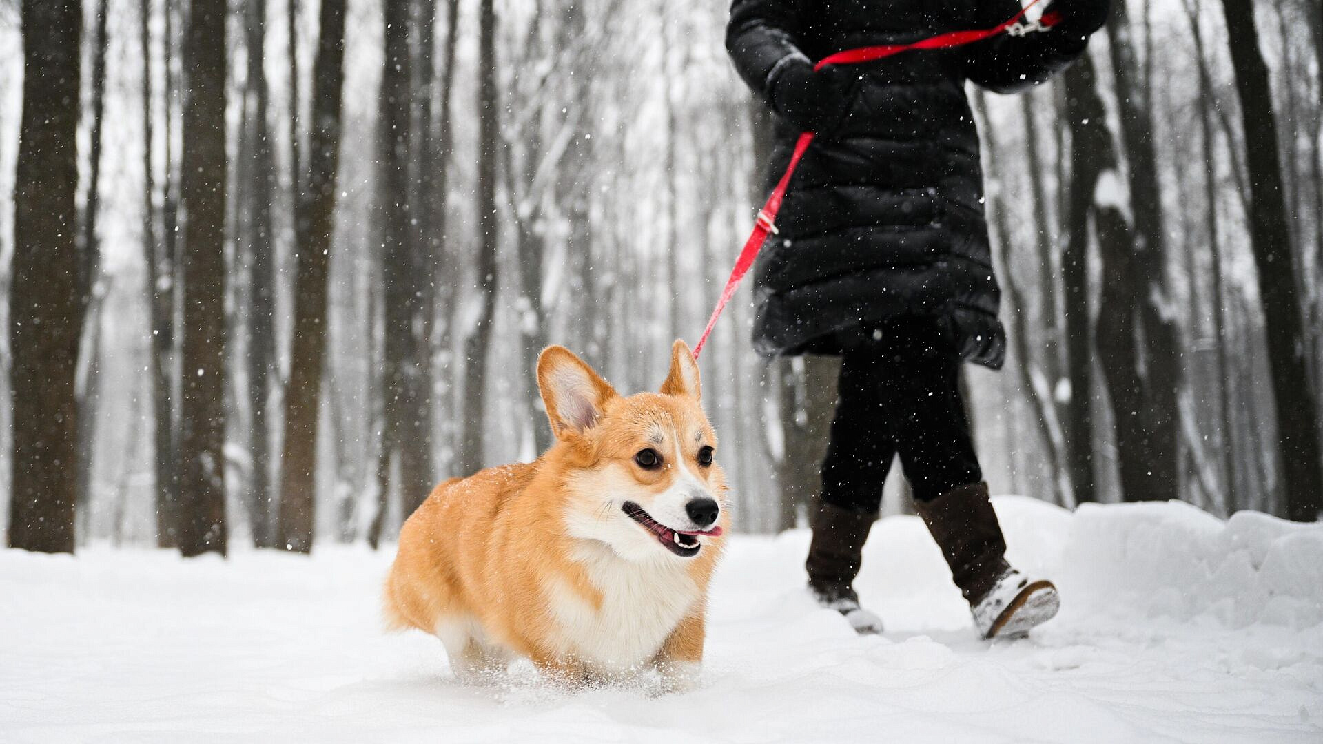 ������� ��������� ����������� ����������� ������� �� ���������� ��������