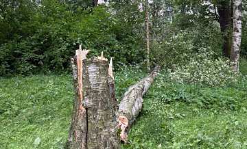 В Петербурге в Ботаническом саду упал вековой серебристый клен