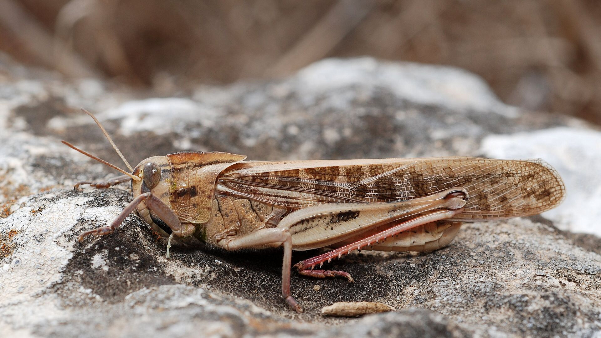 Саранча на Украине дошла до Киева, пишут СМИ