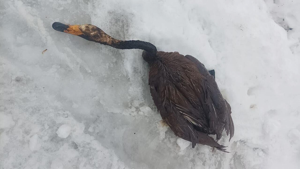 Экологи спасают лебедя-кликуна, увязшего в  нефти около завода в Уфе