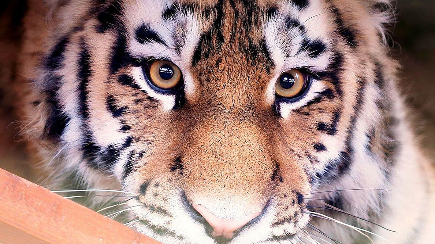 Сбитый в Приморье тигр, вероятно, таскал собак в районе Находки