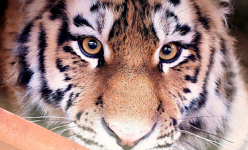 Сбитый в Приморье тигр, вероятно, таскал собак в районе Находки