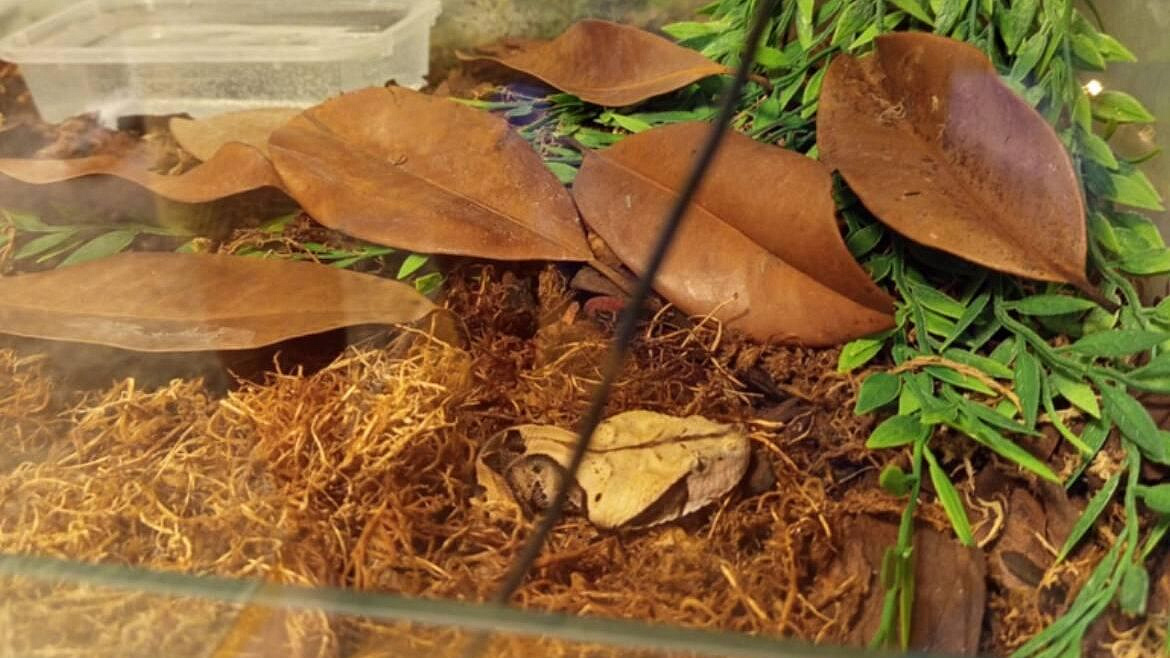 Во Владимире ядовитая змея укусила мужчину