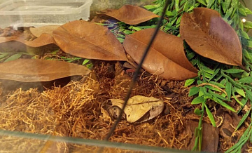 Во Владимире ядовитая змея укусила мужчину