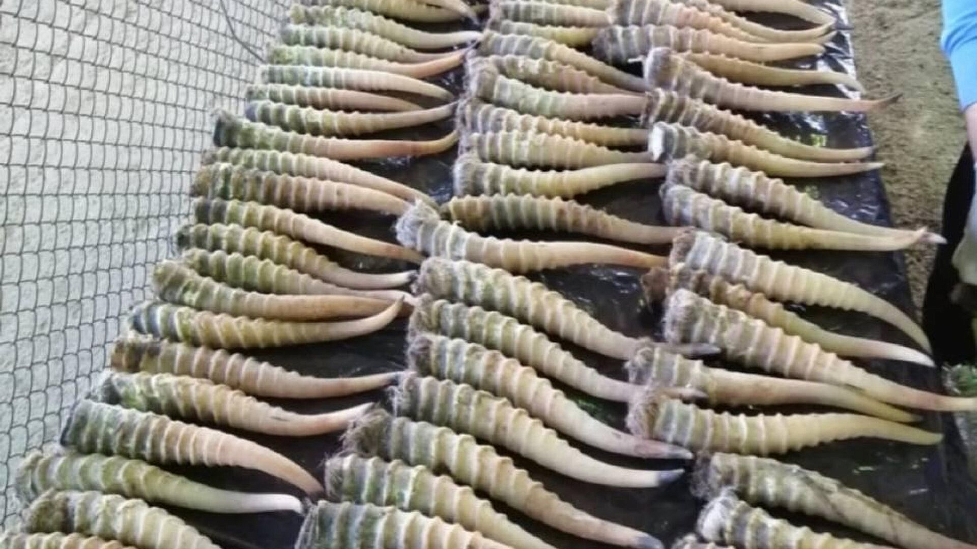 В Хабаровском крае контрабандист попытался вывезти в Китай рога сайгака