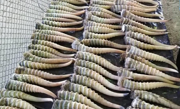 В Хабаровском крае контрабандист попытался вывезти в Китай рога сайгака