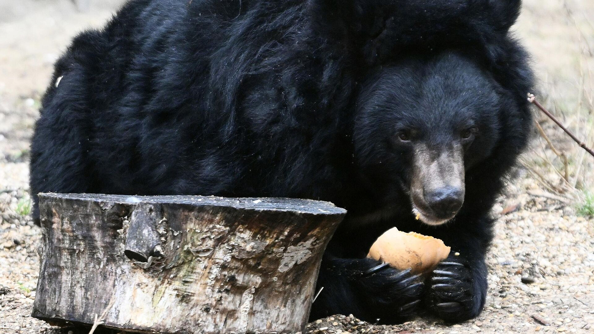 В Ленинградской области медведь сбежал из вольера
