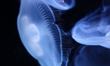 Туристам рассказали, на каких курортах можно встретить медуз