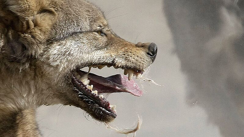 Ученый рассказал, как распознать бешенство у животного