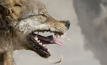 Ученый рассказал, как распознать бешенство у животного