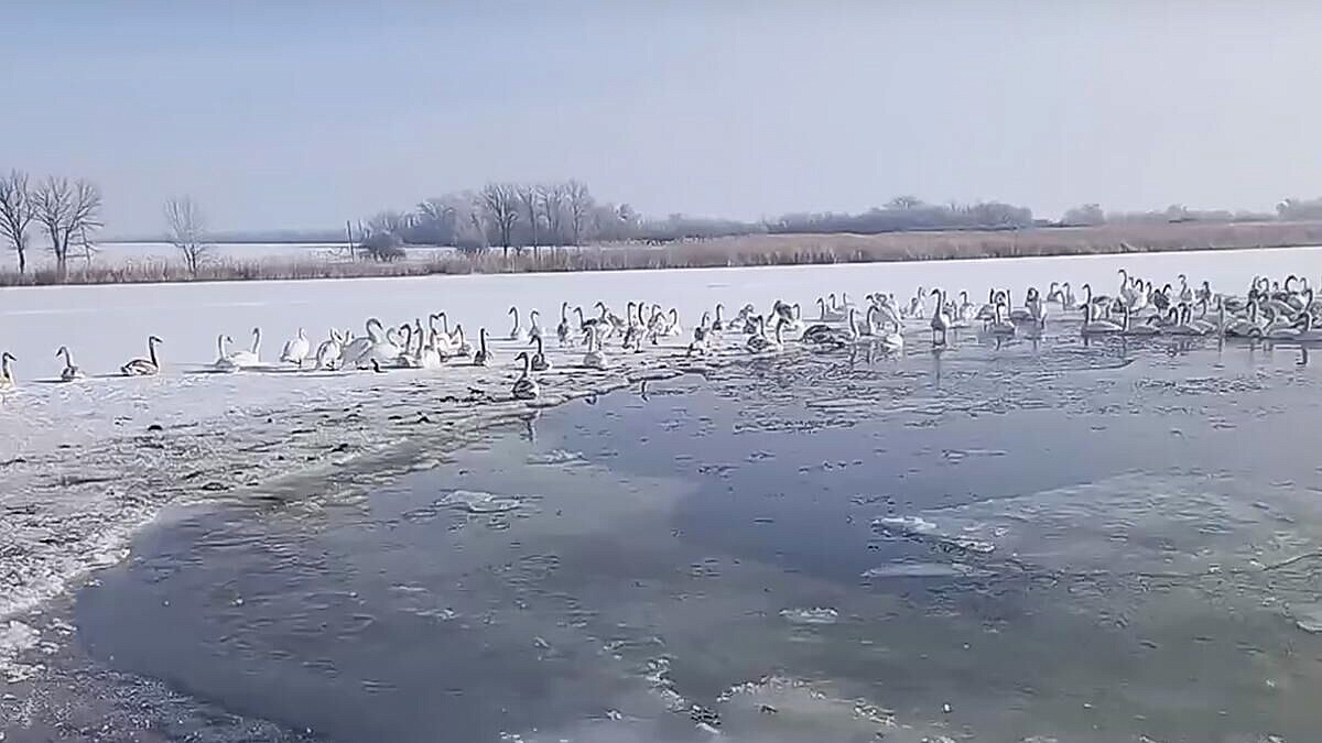 Власти рассказали о лебедях, якобы замерзающих на речке в ростовском хуторе