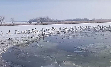 Власти рассказали о лебедях, якобы замерзающих на речке в ростовском хуторе