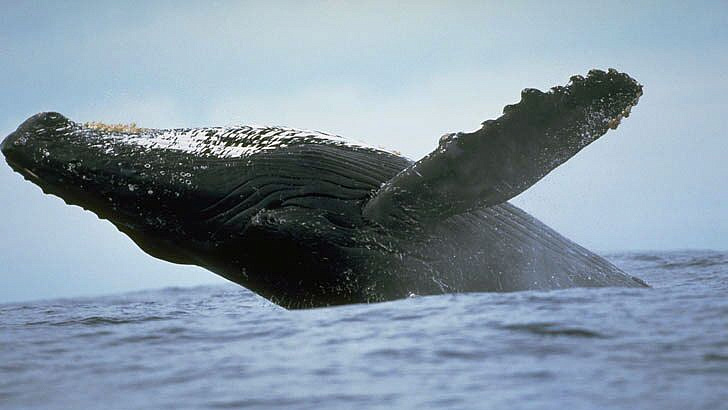 В Чили горбатый кит попытался проглотить мужчину