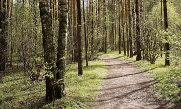 В Новой Москве нашли пенсионера, потерявшегося в лесу