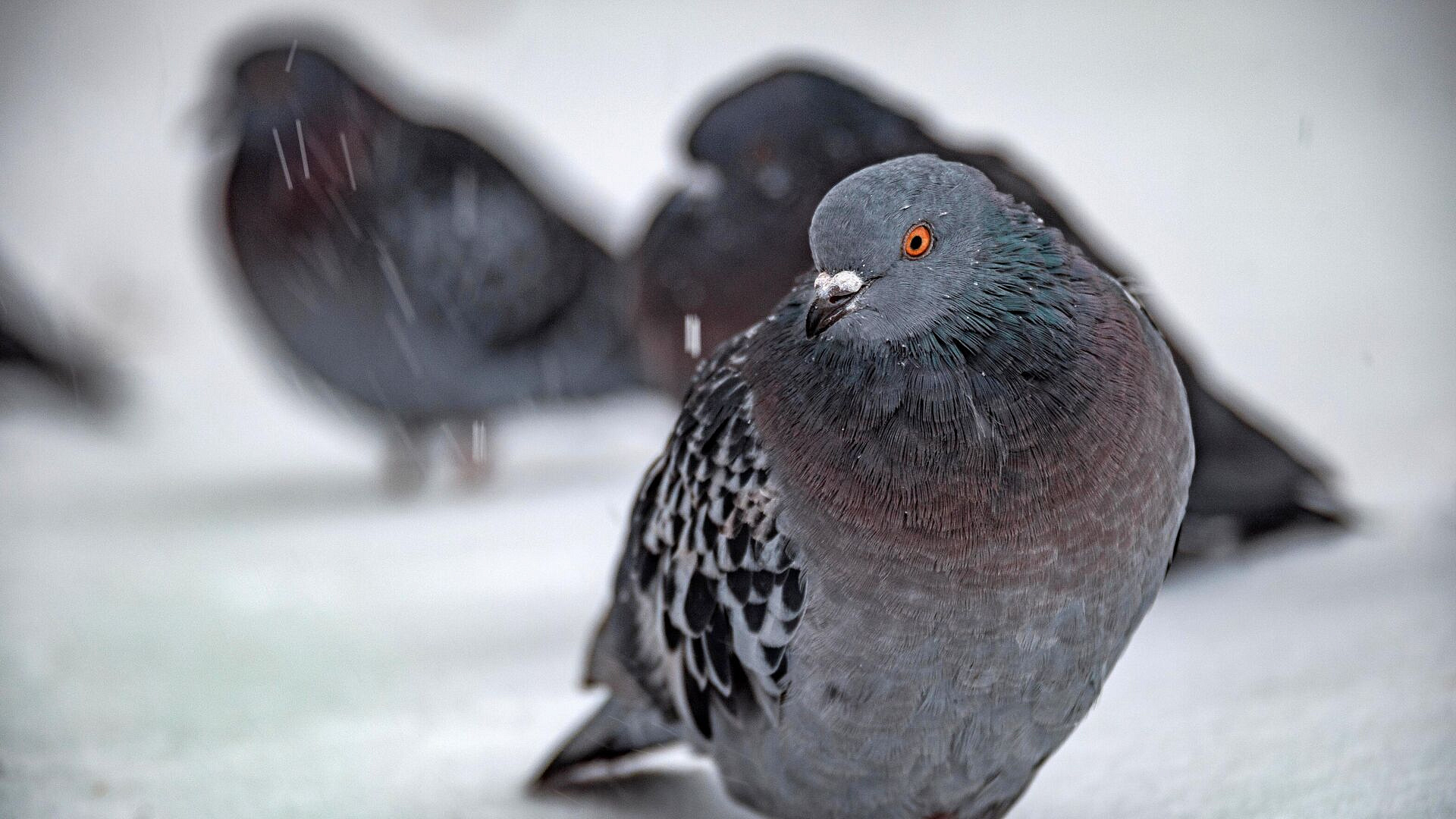 Юрист рассказала, что грозит водителю за сбитого голубя