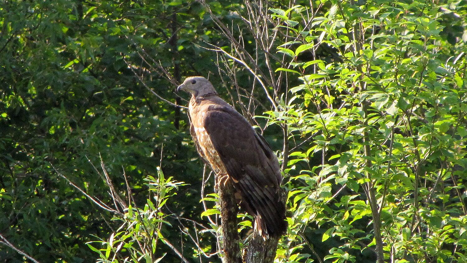 � ������ ����� �����-������, ������� ������� �����������