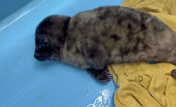 В Петербург доставили нерпу, которая ползла за людьми под дождем