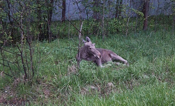 Ветеринар оценил травму лосенка, сбитого в Подмосковье