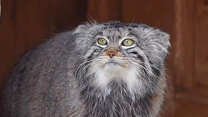 Стали известны страны Европы, где могут быть невесты для манула Тимофея