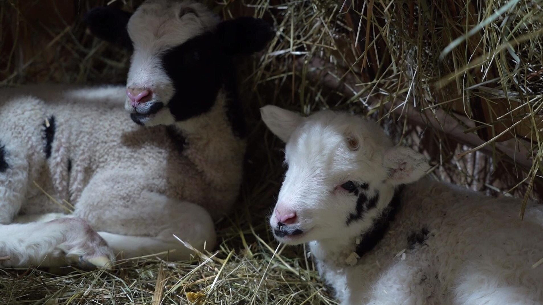 В Великом Устюге в рождественскую ночь родились два ягненка