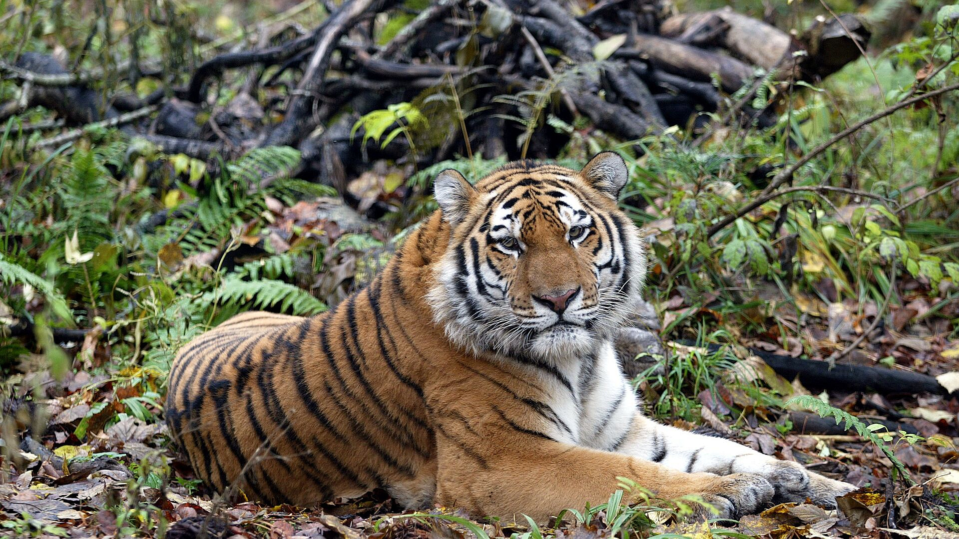 ���� �������� ������ �� ������� ������� ��������� �� 2032 ���