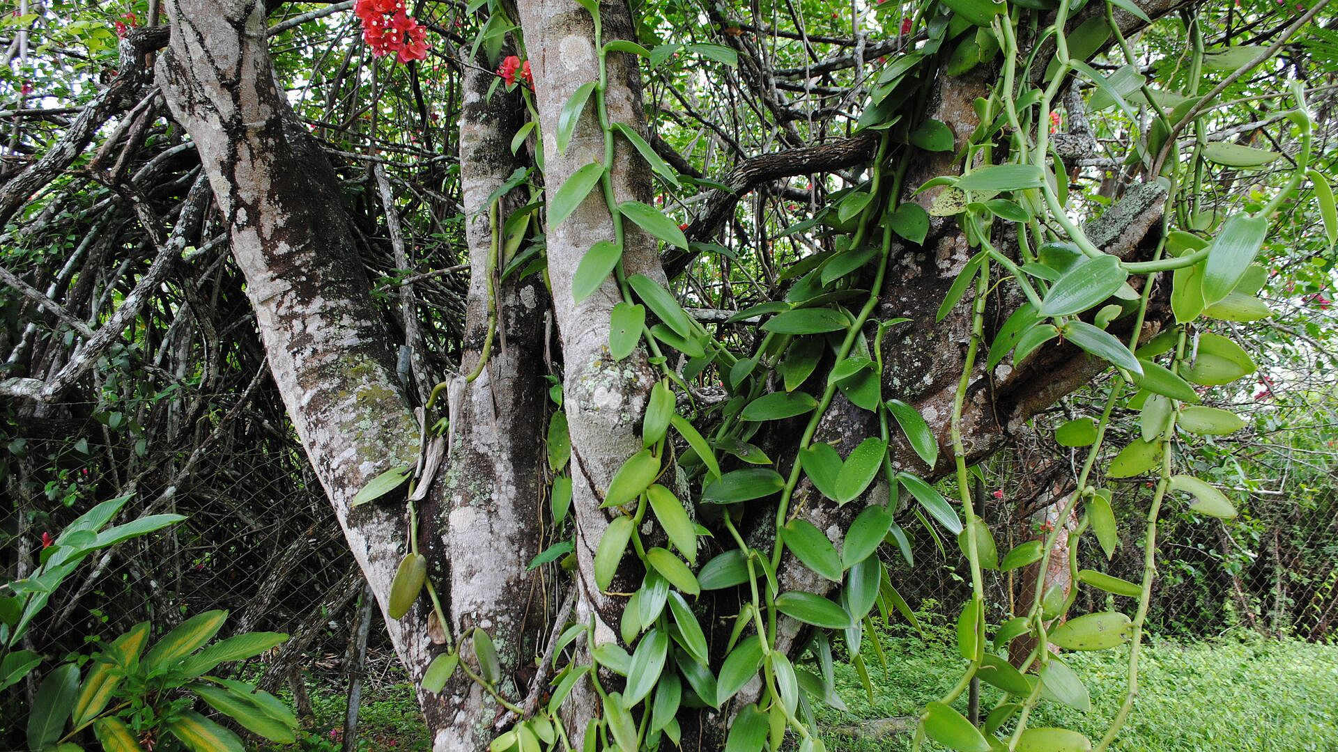 ���� ������� ������, ������� ������� �������