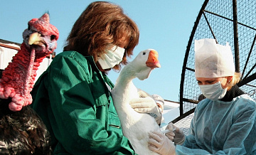 ����� ����� ����������� �������� ��������, ������� ����� �����������