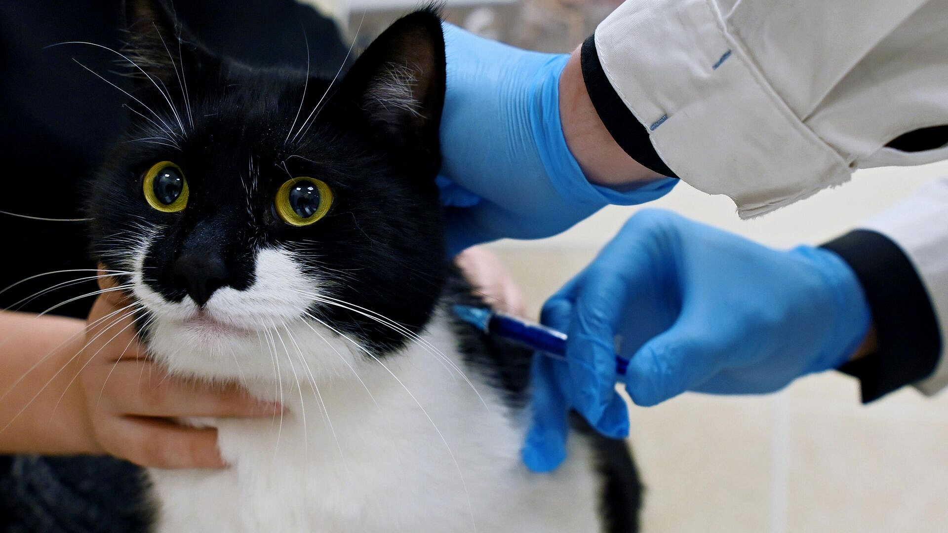 Свыше 18 тысяч домашних питомцев вакцинировали в Московской области