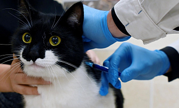 Свыше 18 тысяч домашних питомцев вакцинировали в Московской области