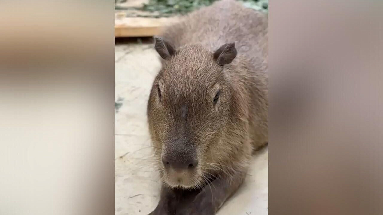 Заболевшую в зоопарке в Белгороде капибару отправят на лечение в Москву