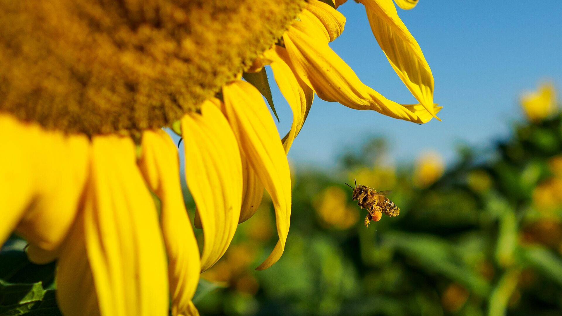 ���������� ������ ����� ������ �������� ����������� �������������