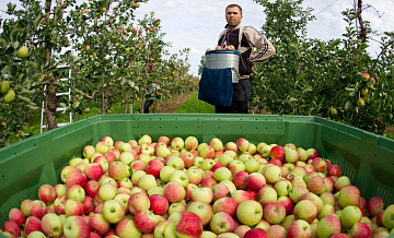 Польские аграрии готовы продавать яблоки в Россию