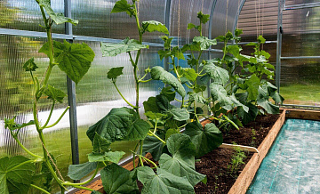 Биолог объяснила, почему не всходит рассада