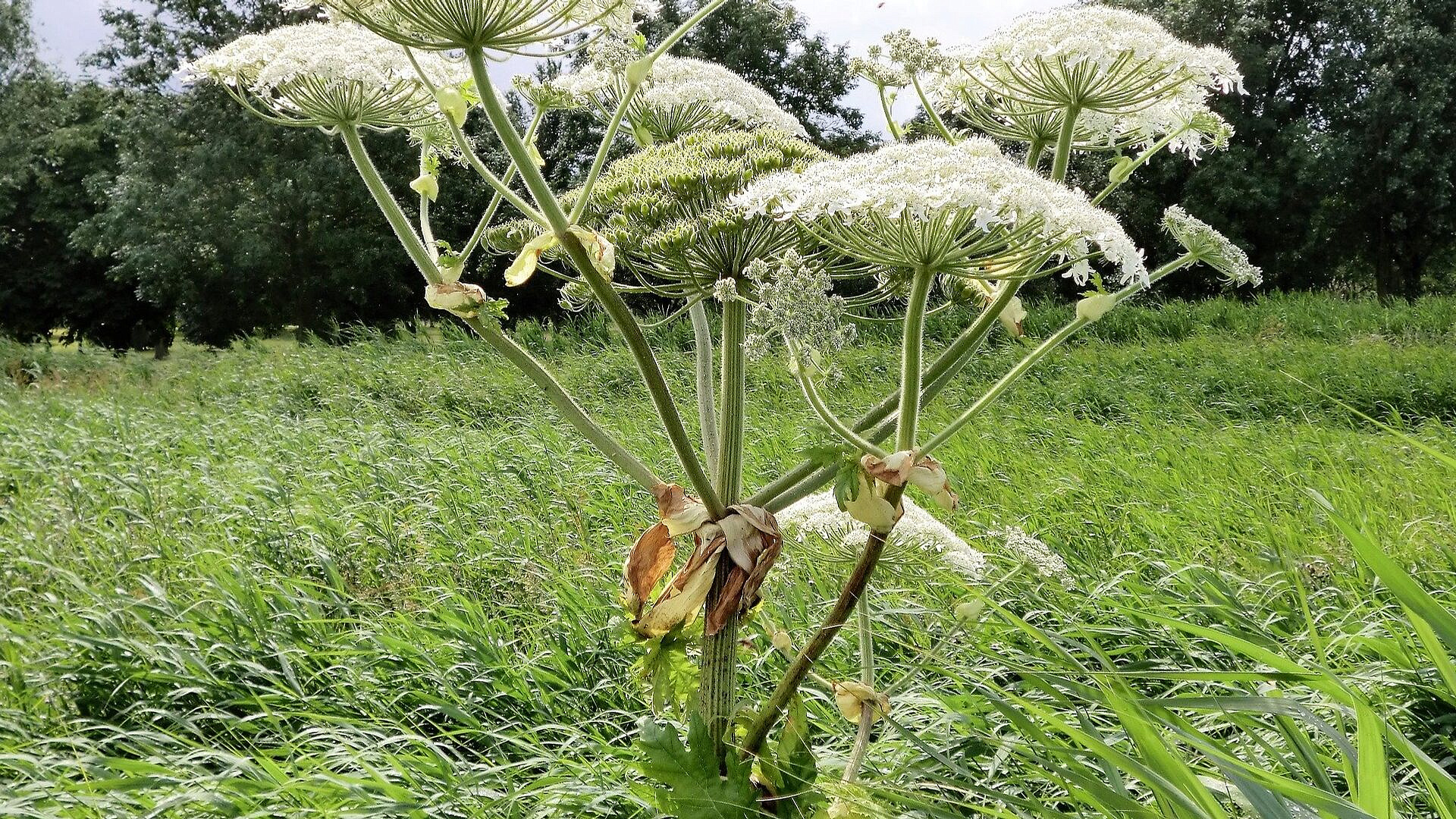 ���������� ��������� �������� ������ �������� � ����������