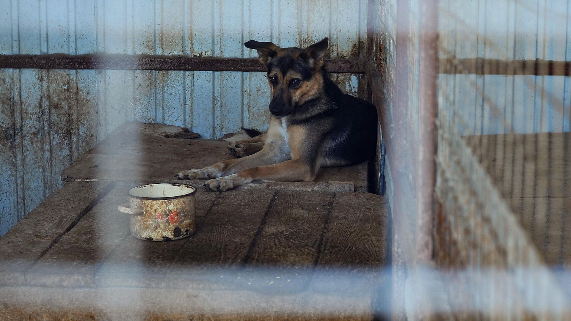 Комитет Совфеда не поддержал проект об усыплении животных в приютах