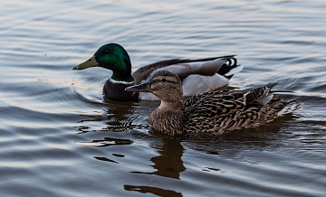 Российские ученые рассказали о резком росте популяции уток