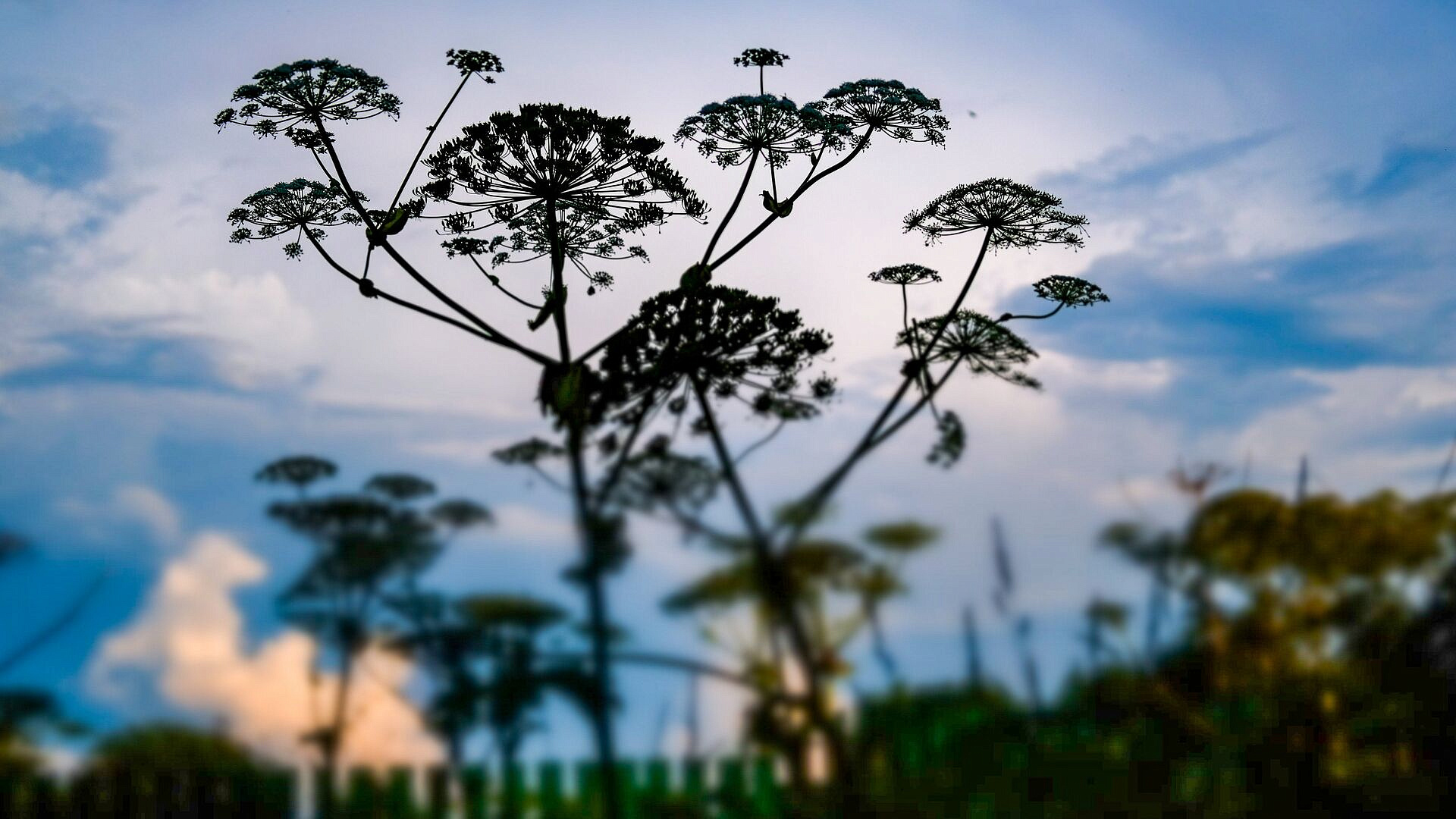 Чиновники в российских регионах обучатся борьбе с борщевиком