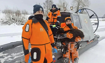 Овцы, утонувшие в озере в Башкирии, были привиты и не опасны для экологии