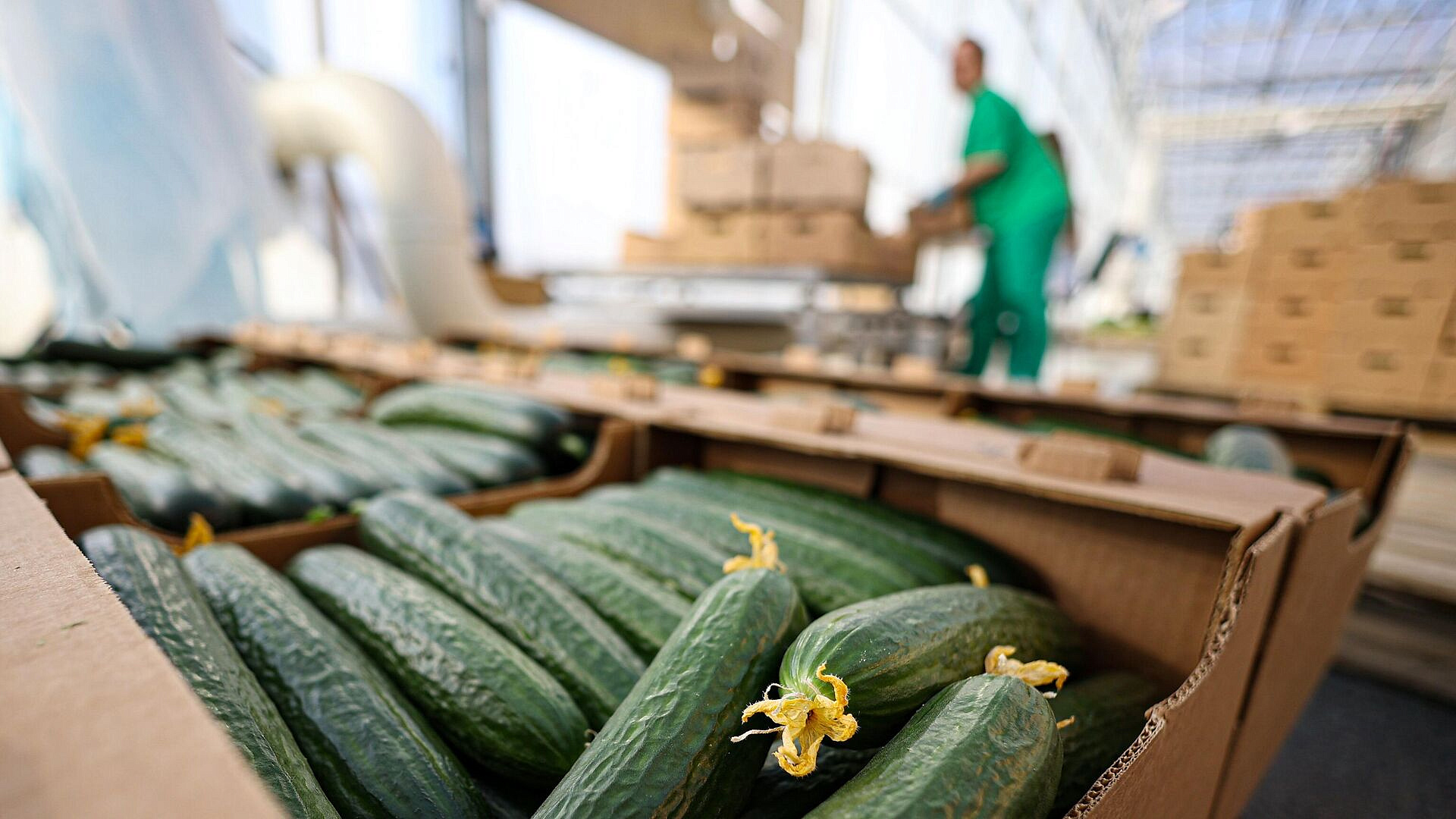 Экспорт продукции АПК Подмосковья в Белоруссию вырос на 25%