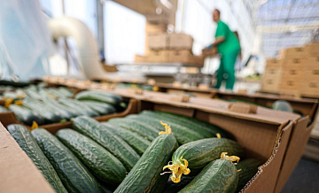 Экспорт продукции АПК Подмосковья в Белоруссию вырос на 25%