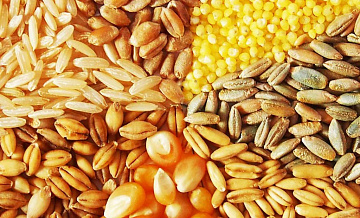 С первого мая Турция введёт 130-процентную пошлину на ввоз ячменя, пшеницы и кукурузы