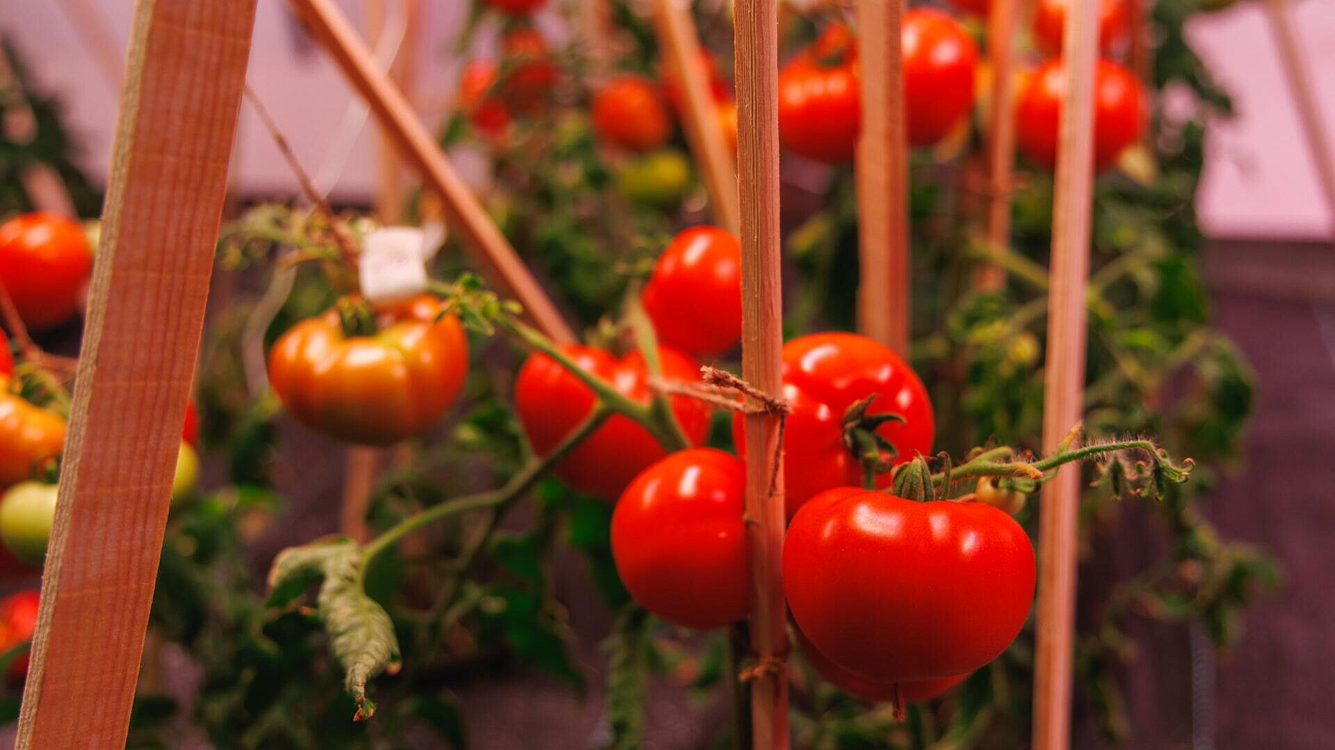 � ������ ������� ������� ���� ��� ����������� ��������� �� ������� ������