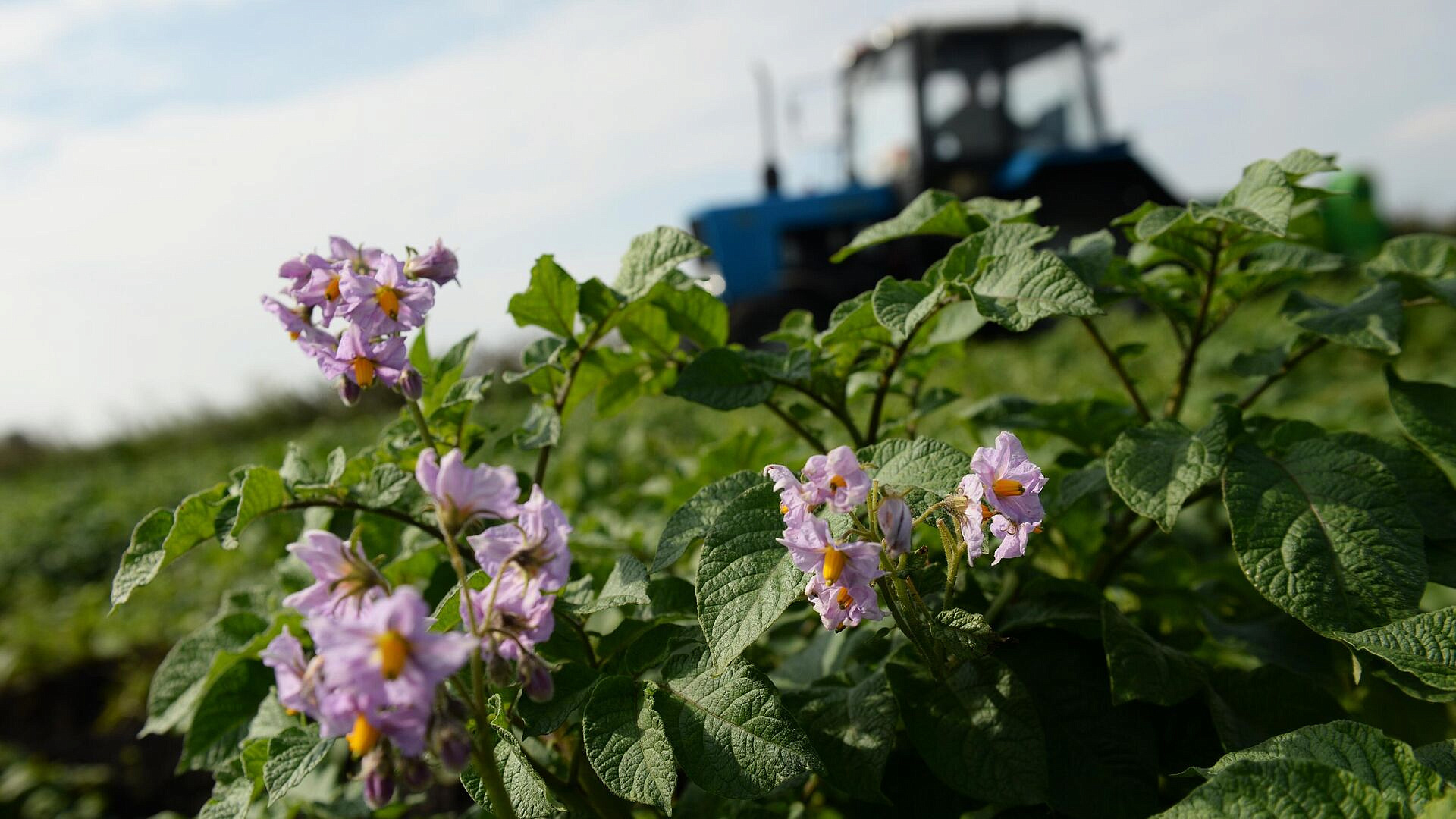 Ученые предложили новое средство против инфекций картофеля