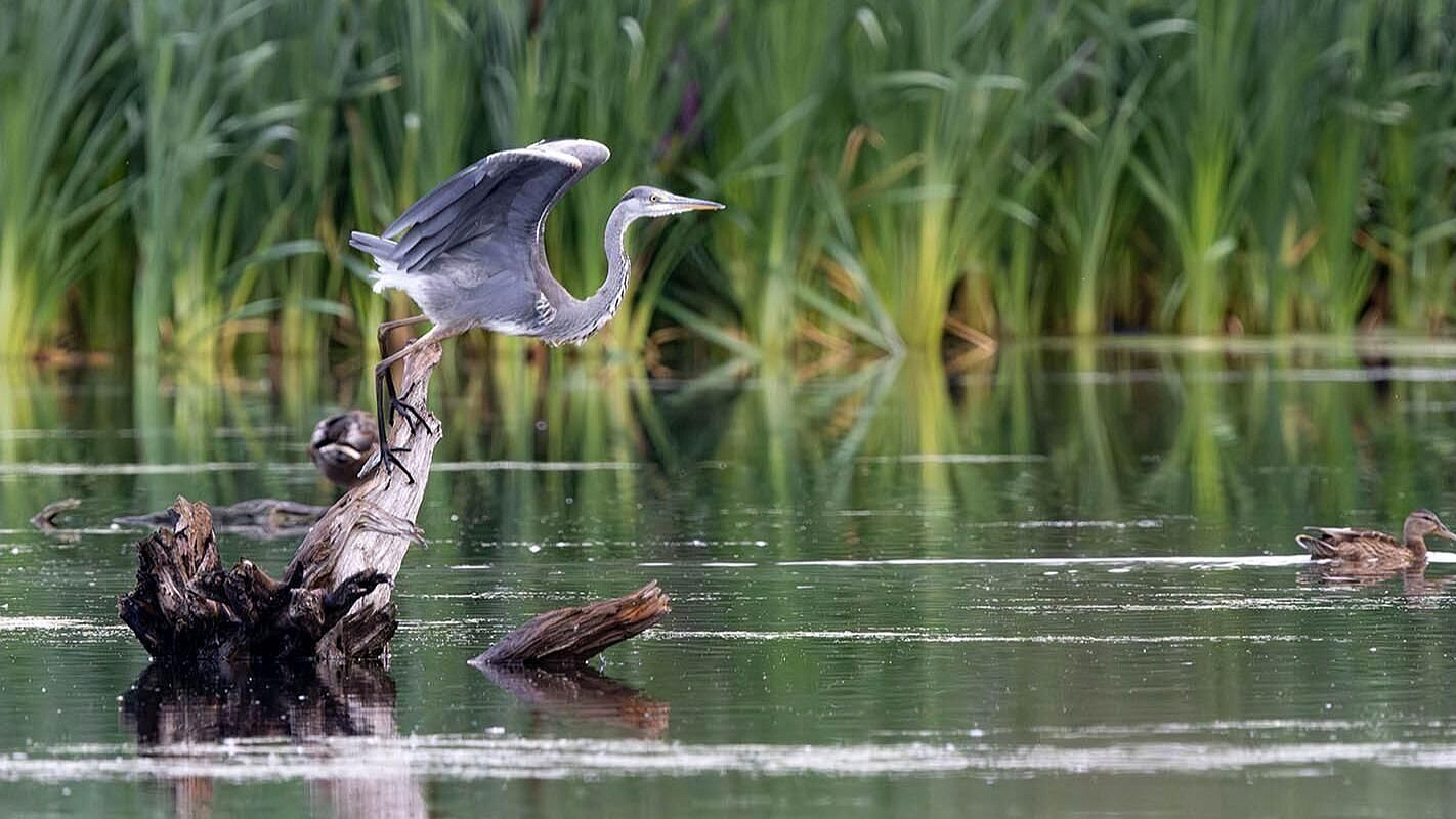 � ������ �������� ����� ������, ������� ������� ������������